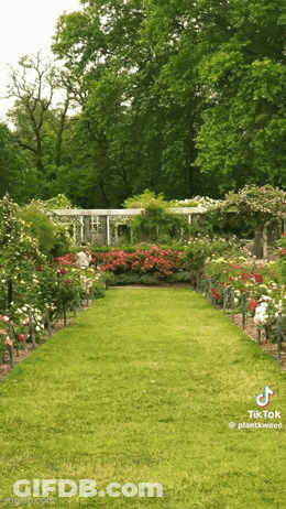 Lush Green Garden With Trees And Flowers GIF