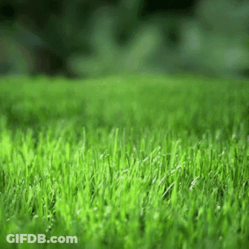 Lush Green Grass Field GIF