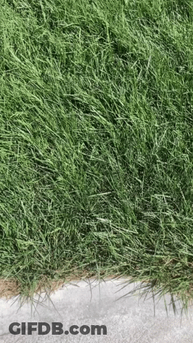 Lush Green Lawn With Concrete Curb GIF
