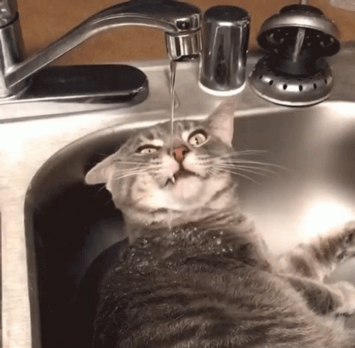 Lying Cat Licked From Water Spout GIF