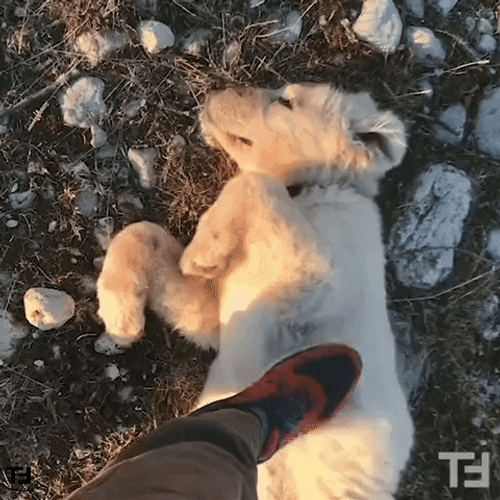 Lying Cute White Dog Like Caress GIF