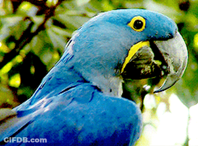Macaw Bird Blue GIF