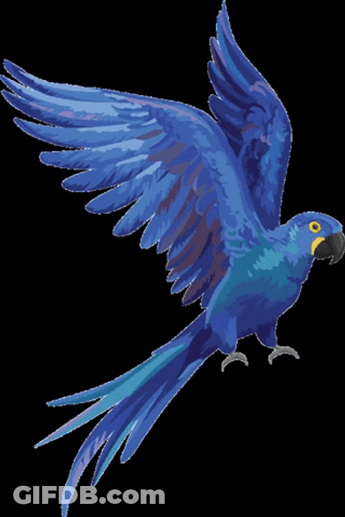 Macaw Blue Bird Fly GIF
