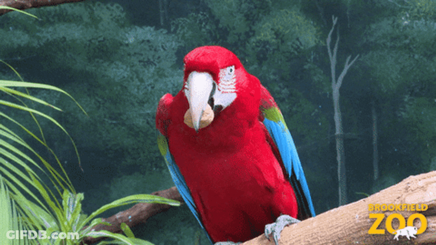 Macaw Claw Up GIF