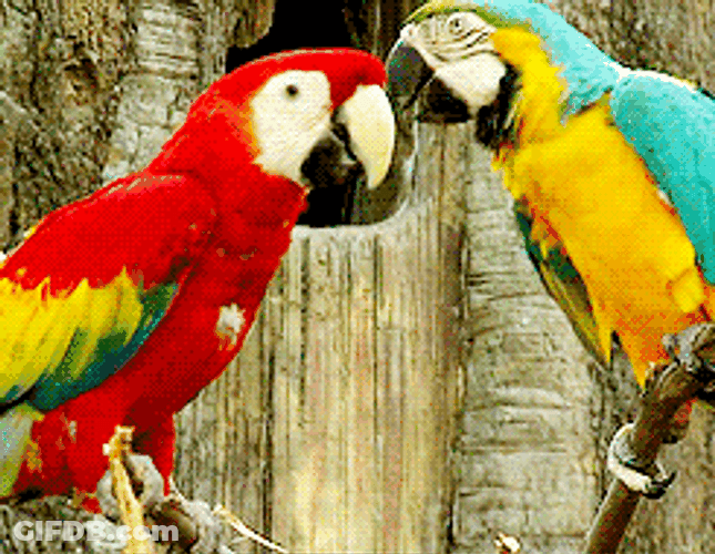 Macaw Couple Being Sweet GIF