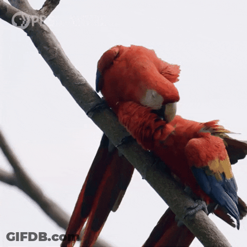 Macaw Cuddly Birds GIF
