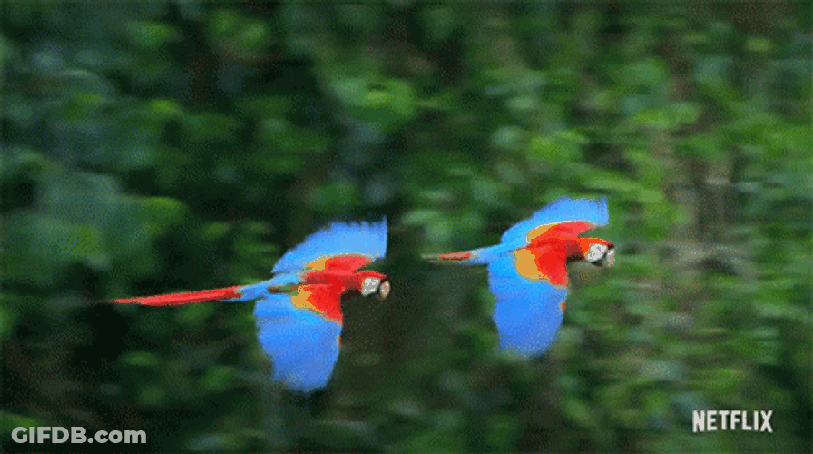 Macaw Flying Together In Sync GIF