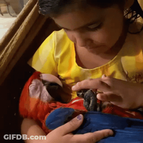Macaw Got Cuddled Baby GIF