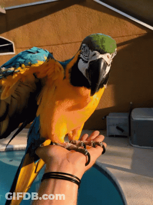 Macaw In The Hand GIF