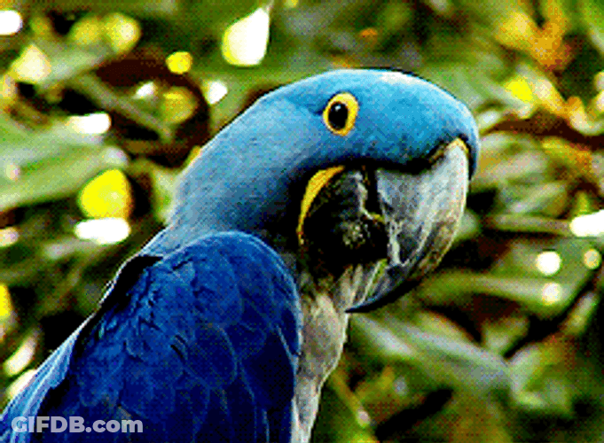 Macaw Itchy Wings GIF