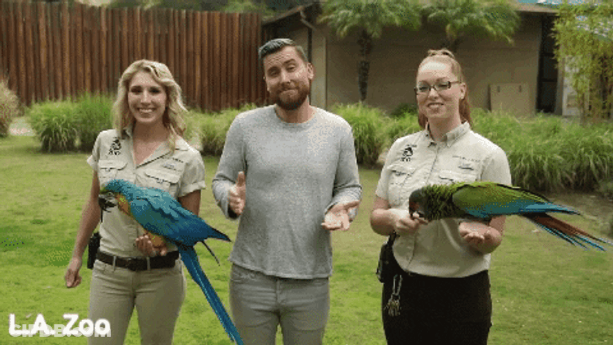 Macaw Jiggly Guy GIF