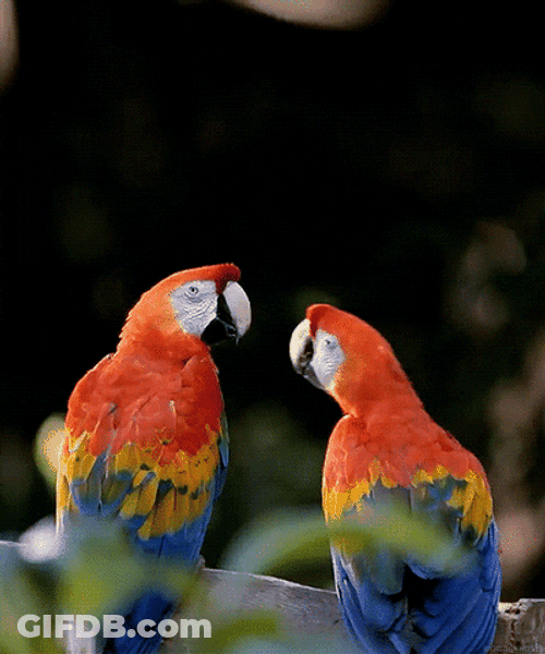 Macaw Kiss Couple GIF