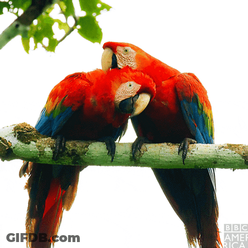Macaw Love Birds GIF
