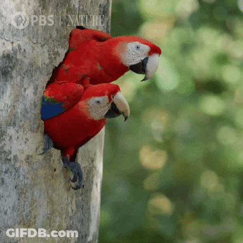Macaw On The Tree GIF