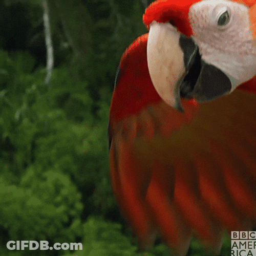 Macaw Preparing To Fly GIF