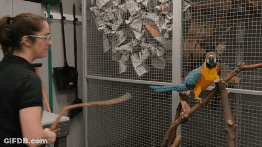 Macaw Side Stepping Up GIF