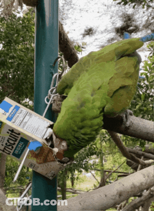 Macaw Stealing Food GIF