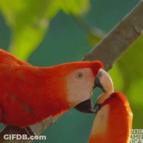 Macaw Sweet Macaw Couple GIF
