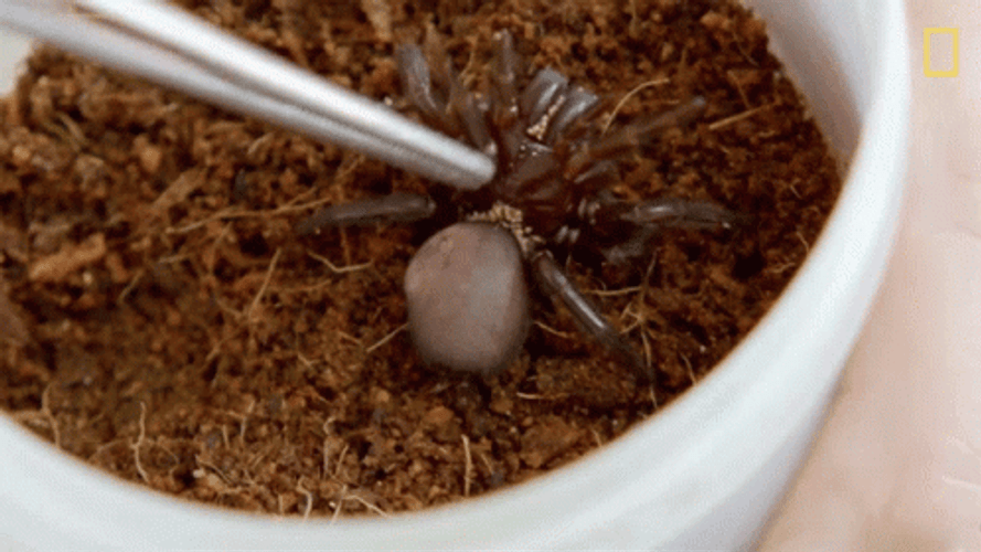 Macrothele Spider Inside The Cup GIF