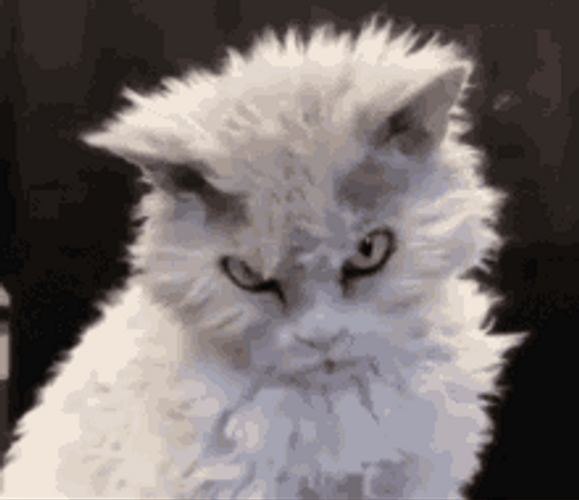 Mad Cat Is Staring GIF