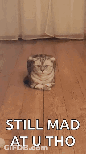 Mad Cat Laying On Floor GIF