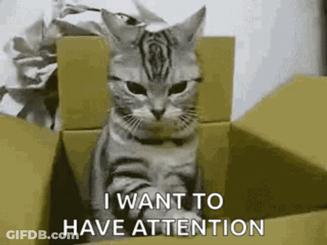 Mad Cat Wants Attention GIF