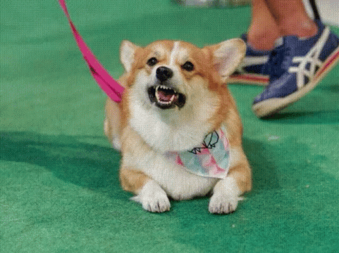 Mad Corgi Barking GIF
