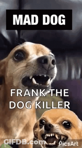 Mad Dog Frank The Dog Killer Two Dogs With Open Mouths GIF