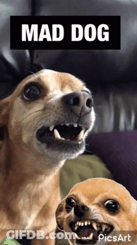 Mad Dog With Mouth Open GIF