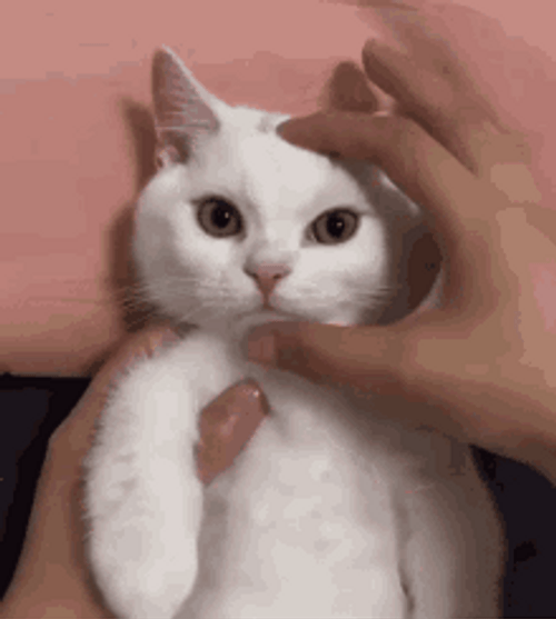 Mad Face Squeeze White Cat GIF