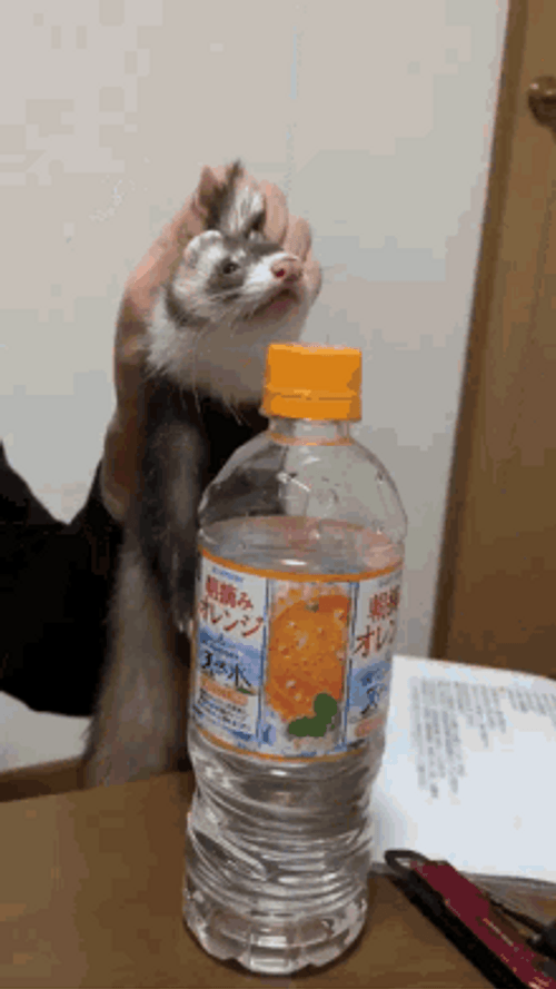 Mad Ferret Bottle Punch GIF