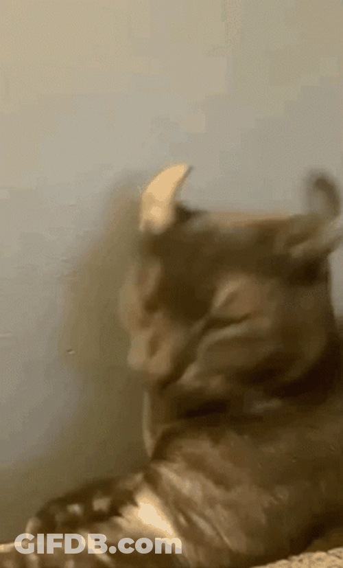 Mad Funny Cat With Horn Ears GIF