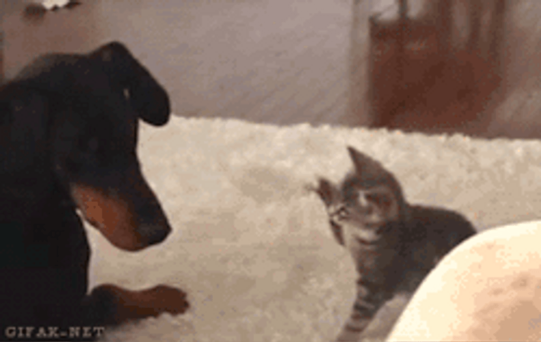 Mad Kitten Come At Me Bro GIF