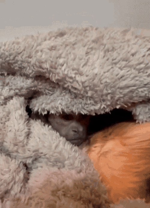 Mad Little Monkey GIF
