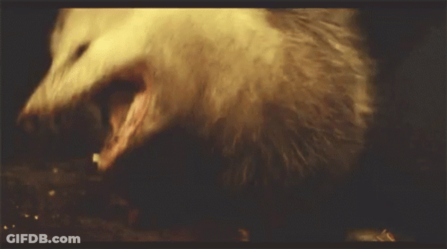 Mad Possum Attacking GIF