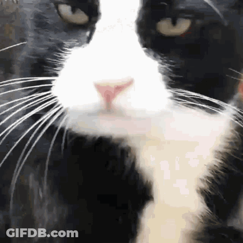 Maew GIF