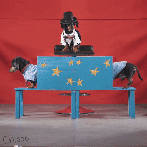 Magical Dog  Illusion GIF