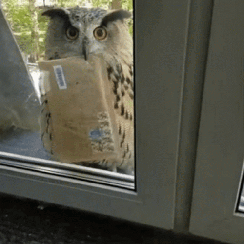 Mail Being Sent By An Owl GIF