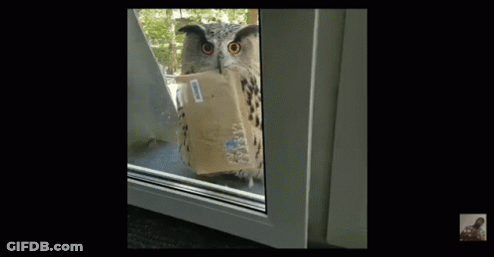 Mailing Delivery Package Owl Bird GIF