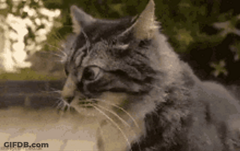 Maine Coon Looking Around GIF