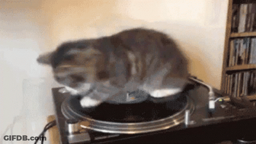 Maine Coon Party Cat GIF