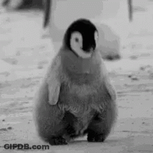 Mais Si Pinguin GIF