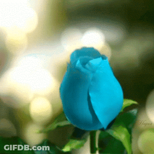 Majestic Blue Rose Blooming GIF