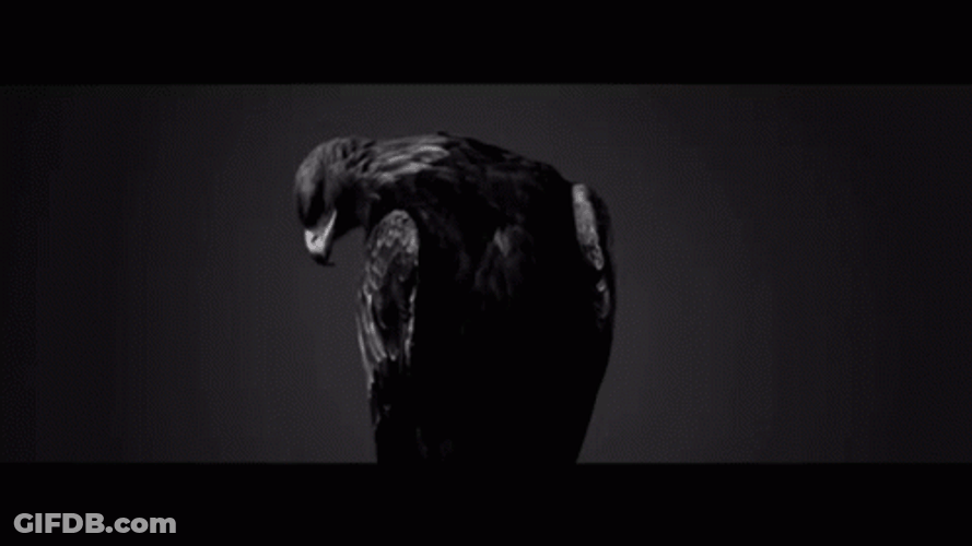 Majestic Hawk Side View GIF