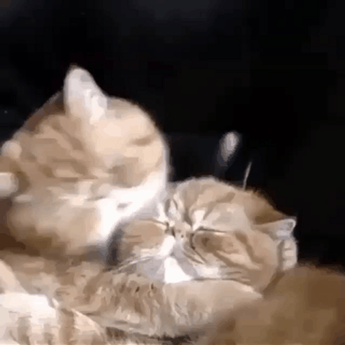 Make Love Cute Cat Kiss GIF