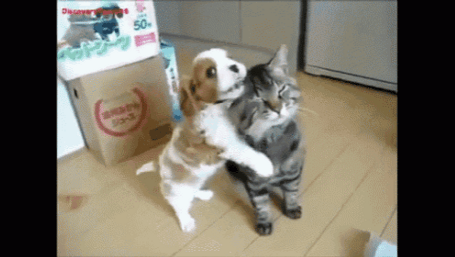 Make Love Puppy Cat Friends GIF