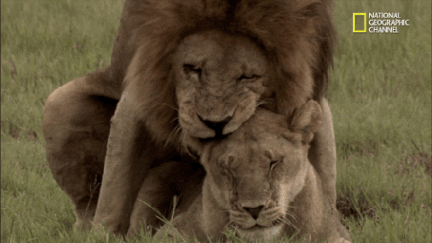 Make Love Wild Lions GIF