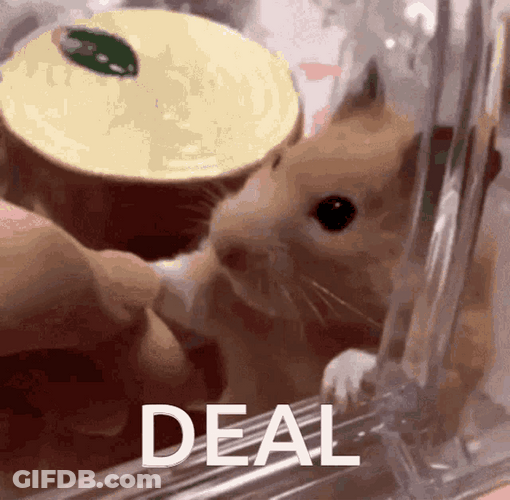 Making Deal With Hamster Meme GIF
