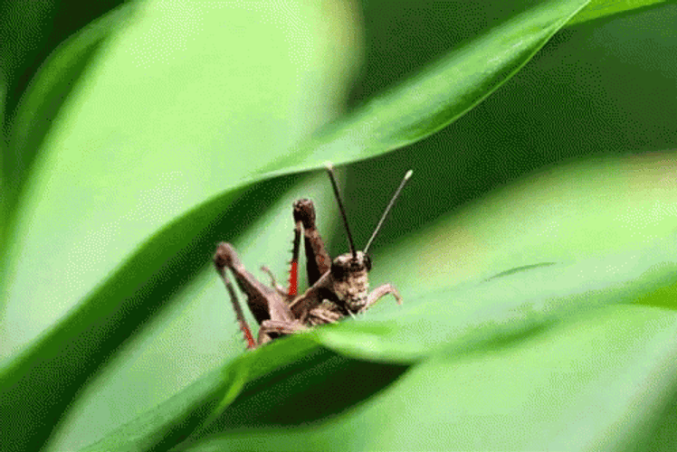 Making Music Grasshopper GIF
