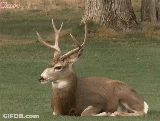 Male Deer Head Turn GIF